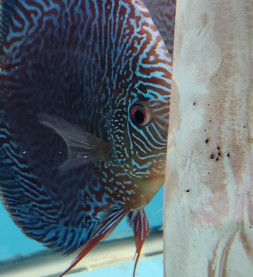 Tiger Snakeskin / Majestic Fire