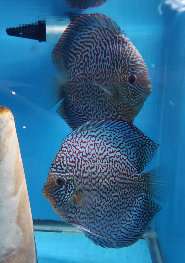 Tiger Snakeskin / Majestic Fire