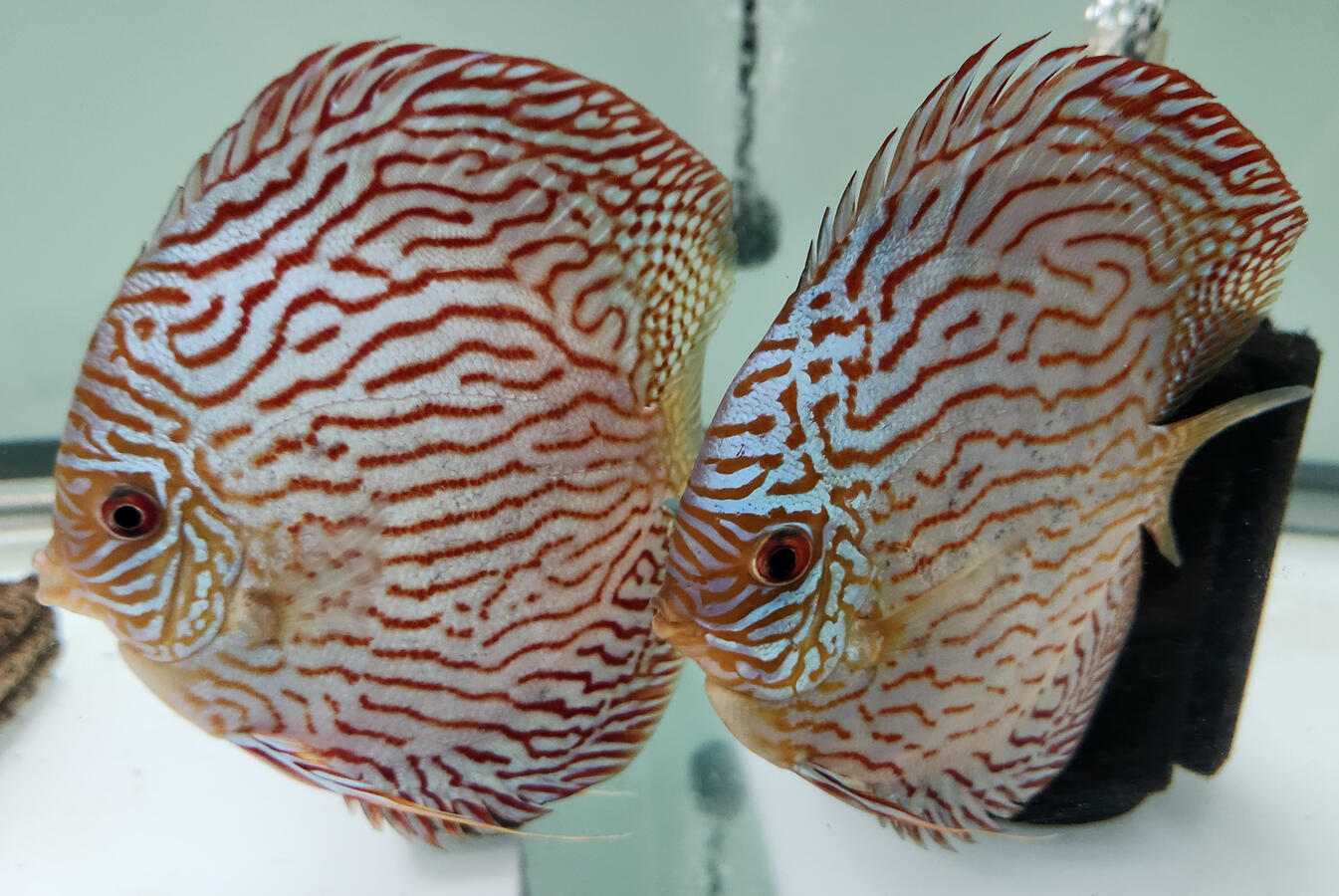 2 available 150$ each