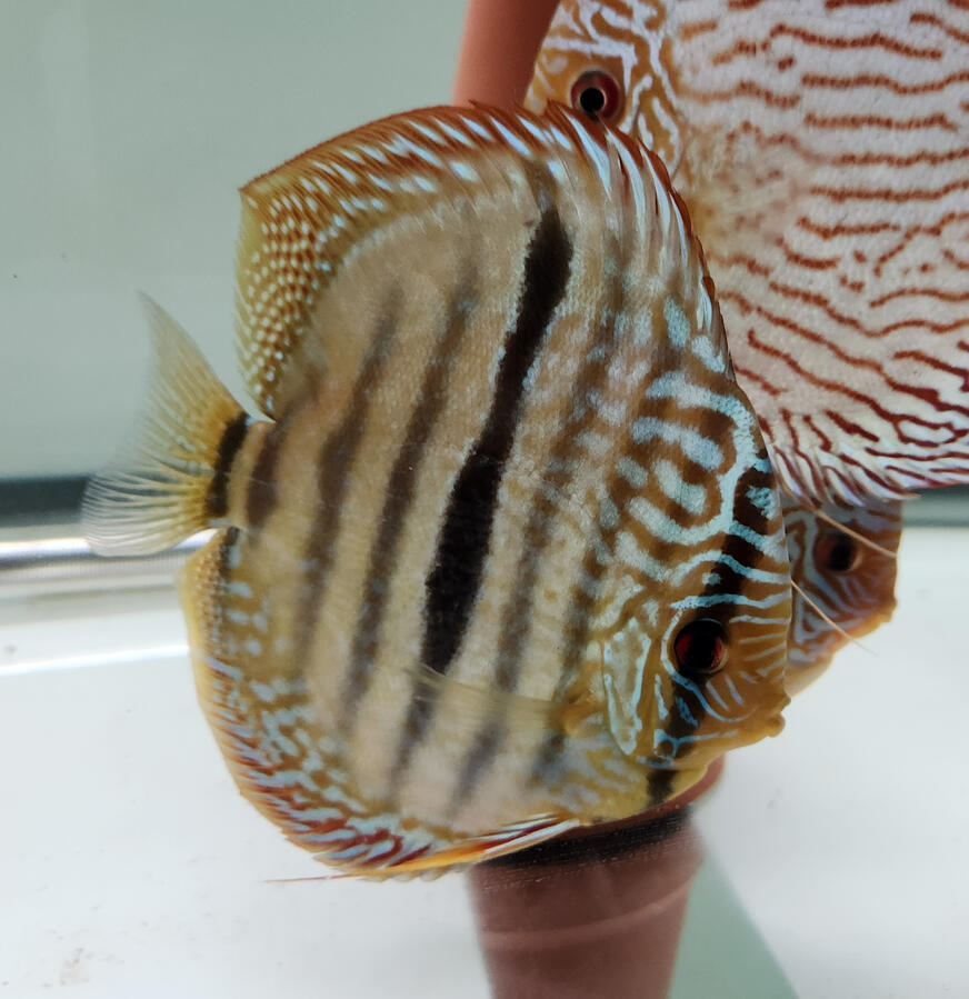 Royal turquoise heckle cross 6"