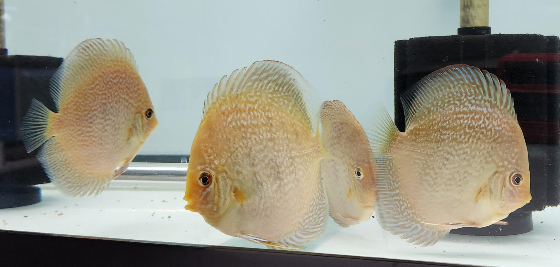 Juvenile Majestic Fire