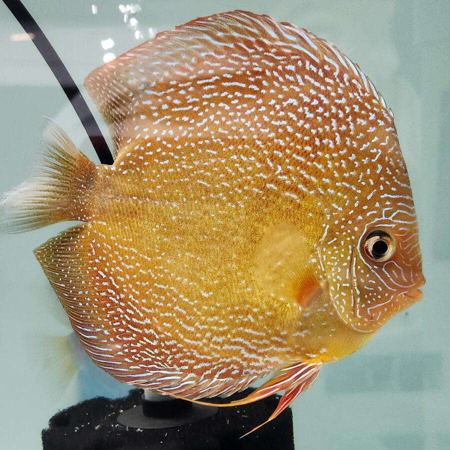 Red Scarlet Snakeskin 175$